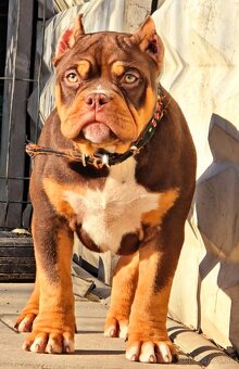 American Bully standard - 2