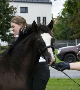 Klisna welsh pony B - 2