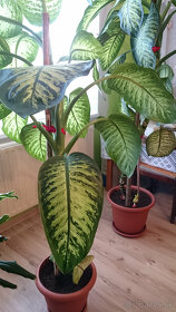 Dieffenbachia maculata (difenbachie skvrnitá) - 2