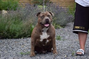 Krytí American bully XL - 2