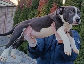 J&K bullys "ponúkame na predaj American bully XL - 2