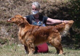 Zlatý Retriever / Golden Retriever s PP - 2