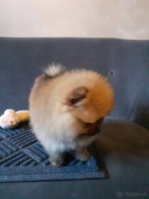 Pomeranian nemecký špic - 2