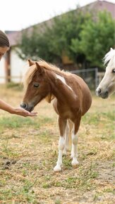 Minihorse na predaj - Boomer Charlie - 2