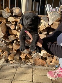 Šteniatka mix špic a labrador - 2