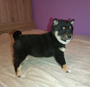 Shiba Inu - 2