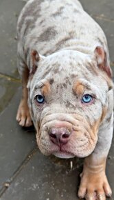 American bully xl, pitbull xxl - 2