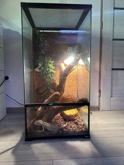 Terarium+agama - 2