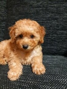 Cavapoo pudel. - 2