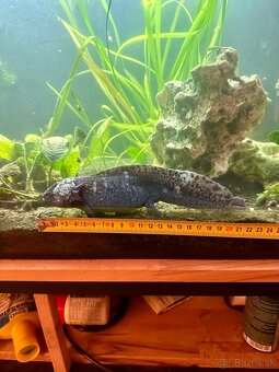 Axolotl mexicky 22cm - 2