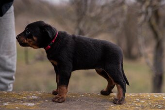 Beauceron s PP - 2