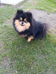 Pomeranian fenka . - 2