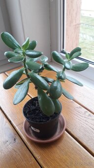 Crassula Ovata - tučnolist, Strom peňazí - 11 Eur (č. 11) - 2