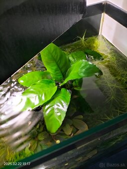 Anubias predám - 2