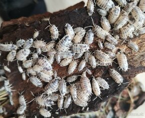 Porcellio laevis (Dairy cow) - 2