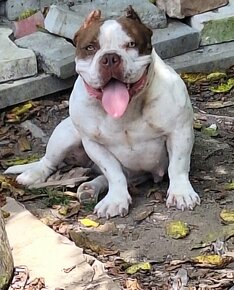 American bully - 2