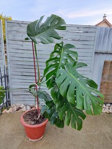 Monstera - 2