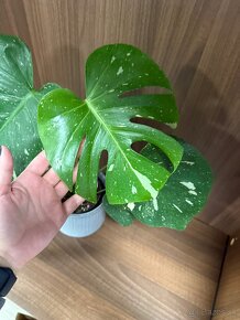 Monstera deliciosa ‘Thai constellation’ - 2