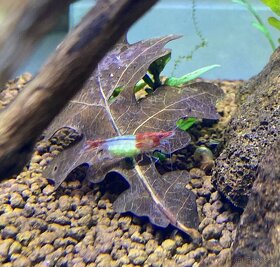 Krevetky Neocaridina davidi -  Red Rili - 2