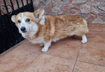 Corgi Pembroke - 2