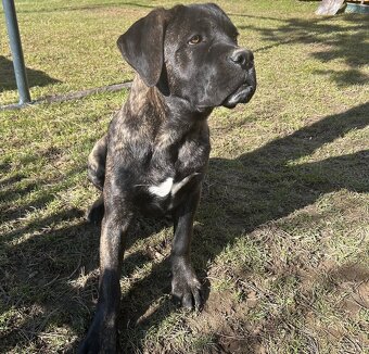 Predám Cane Corso - 2