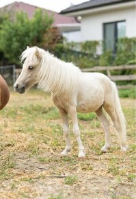 Minihorse na predaj - Showmer William - 2