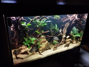 Predam akvarium set aquael glossy 240l - 2