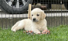 Zlaty retriever - 2