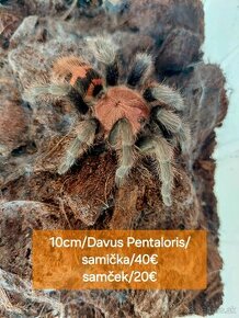 Sklípkani, Tarantule, Pavúky - 2