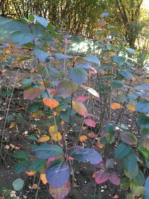 Aronia melanocarpa čiernoplodá kričkova forma - 2