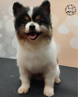 Pomeranian - 2