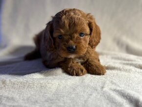 Cavapoo - 2