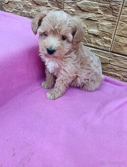 Maltipo,maltipoo mini - 2