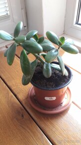 Crassula Ovata - tučnolist, Strom peňazí - 3 Eur (č. 12) - 2