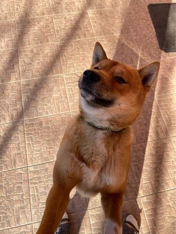 Shiba Inu krížený - 2