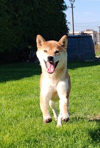 Shiba inu fenka s PP - 2