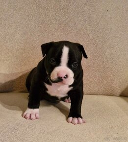 American Bully Pocket ABKC - 2