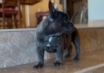 American Bully Micro - 2