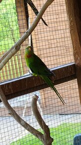Papagaj nádherný Baraband - 2