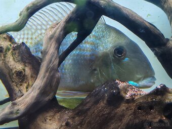 Geophagus Altifrons - 2