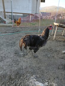 Australoropka modra a čierna, barneveld,hemšir. - 2