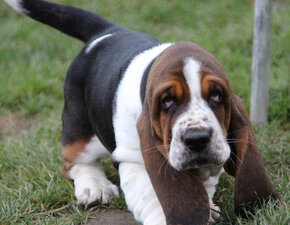 Basset Hound - šteniatka s PP zo zahraničného krytia - 2