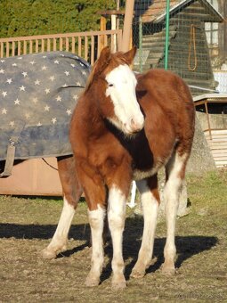 Quarter horse zrebec, double register - 2