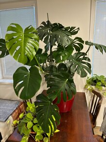 Monstera - 2