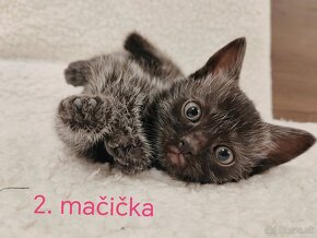 Mačiatka ragdol kríženec mačka domáca - 2