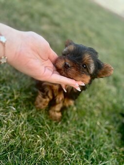 Yorkshire terrier - 2