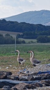 Kačice a labutie husy - 2