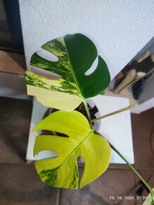 Monstera marmorata AUREA tricolor - odrezky aj zakorenene - 2