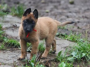 Belgický ovčiak - Malinois s PP, 1 psík, 3 sučky - 2