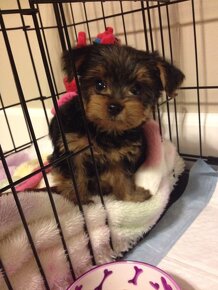 yorkshire terrier mini - 2